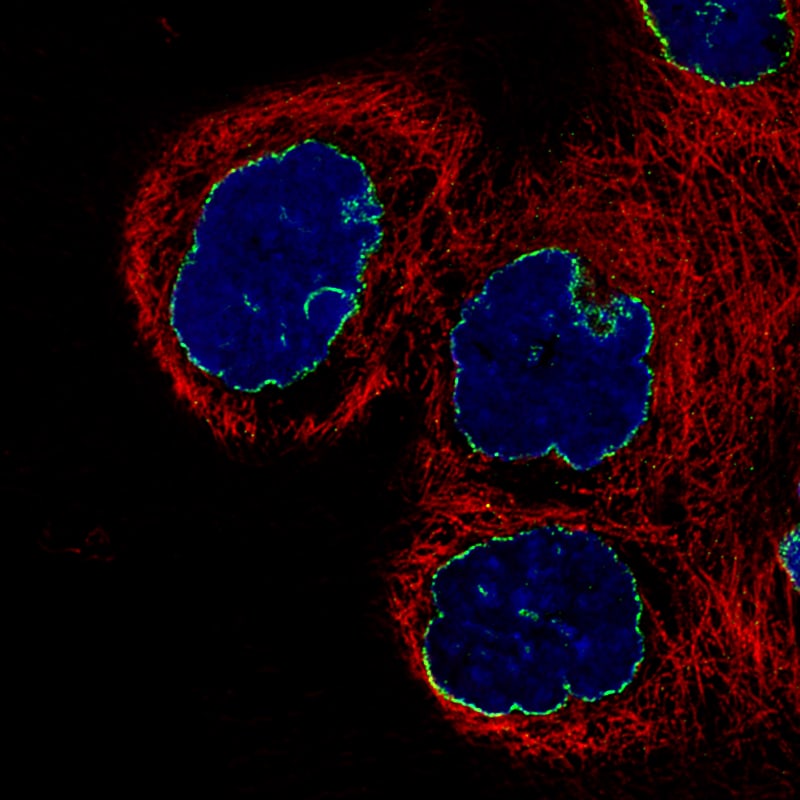Lamin B1 Antibody (CL3929) - Azide and BSA Free Immunocytochemistry/ Immunofluorescence: Lamin B1 Antibody [NBP3-44038]