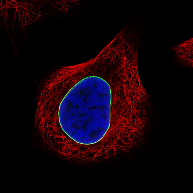 Lamin B1 Antibody (CL3929) - Azide and BSA Free Immunocytochemistry/ Immunofluorescence: Lamin B1 Antibody [NBP3-44038]