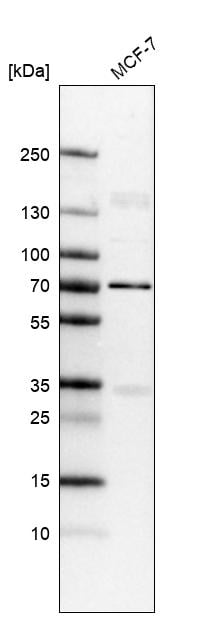 Lamin B1 Antibody (CL3929) - Azide and BSA Free Western Blot: Lamin B1 Antibody [NBP3-44038]