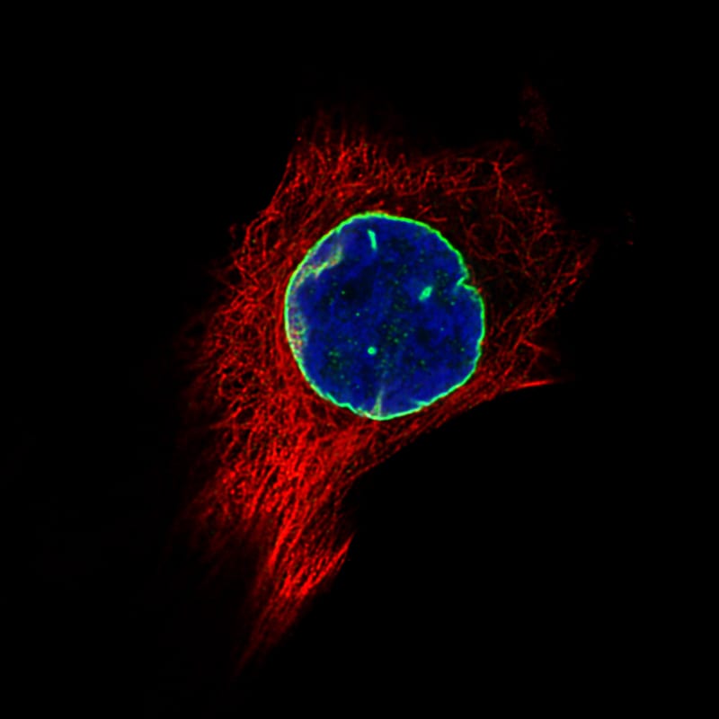 Lamin B1 Antibody (CL3929) - Azide and BSA Free Immunocytochemistry/ Immunofluorescence: Lamin B1 Antibody [NBP3-44038]