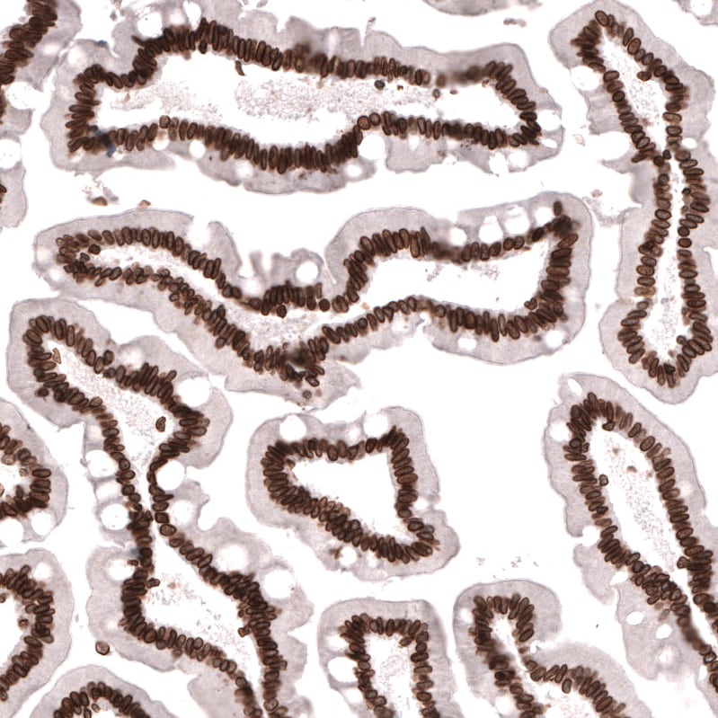 Lamin B1 Antibody (CL3929) - Azide and BSA Free Immunohistochemistry-Paraffin: Lamin B1 Antibody [NBP3-44038]