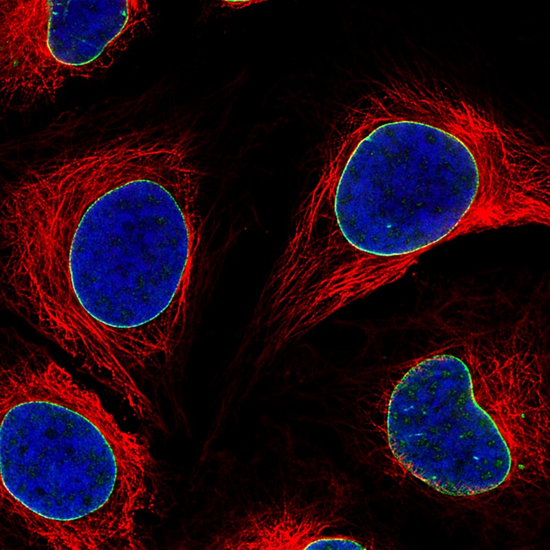 Lamin B1 Antibody (CL3929) - Azide and BSA Free Immunocytochemistry/ Immunofluorescence: Lamin B1 Antibody [NBP3-44038]