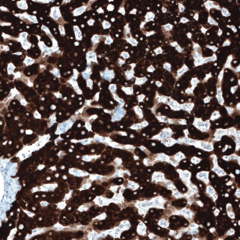 FATP5/SLC27A5 Antibody (CL0215) - Azide and BSA Free Immunohistochemistry-Paraffin: FATP5/SLC27A5 Antibody [NBP3-44039]