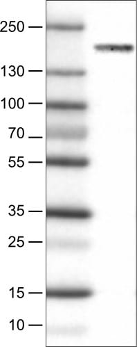 WHSC1 Antibody (CL1063) - Azide and BSA Free Western Blot: WHSC1 Antibody [NBP3-44042]