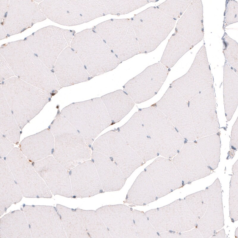 Granulin Antibody (CL5692) - Azide and BSA Free Immunohistochemistry-Paraffin: Granulin Antibody [NBP3-44043]