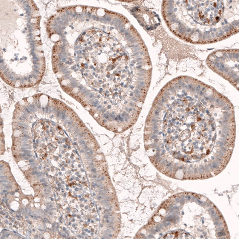 Granulin Antibody (CL5692) - Azide and BSA Free Immunohistochemistry-Paraffin: Granulin Antibody [NBP3-44043]
