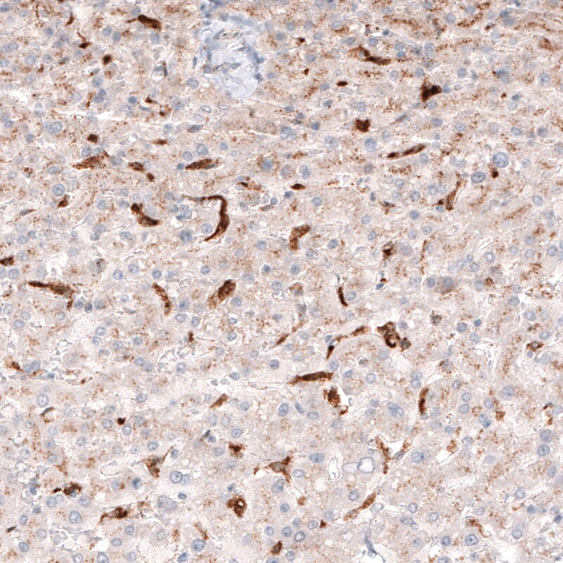 Granulin Antibody (CL5695) - Azide and BSA Free Immunohistochemistry-Paraffin: Granulin Antibody [NBP3-44044]
