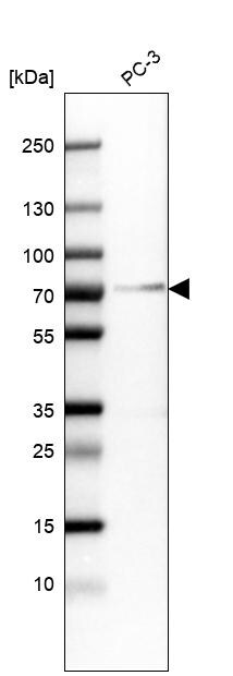 Granulin Antibody (CL5695) - Azide and BSA Free Western Blot: Granulin Antibody [NBP3-44044]