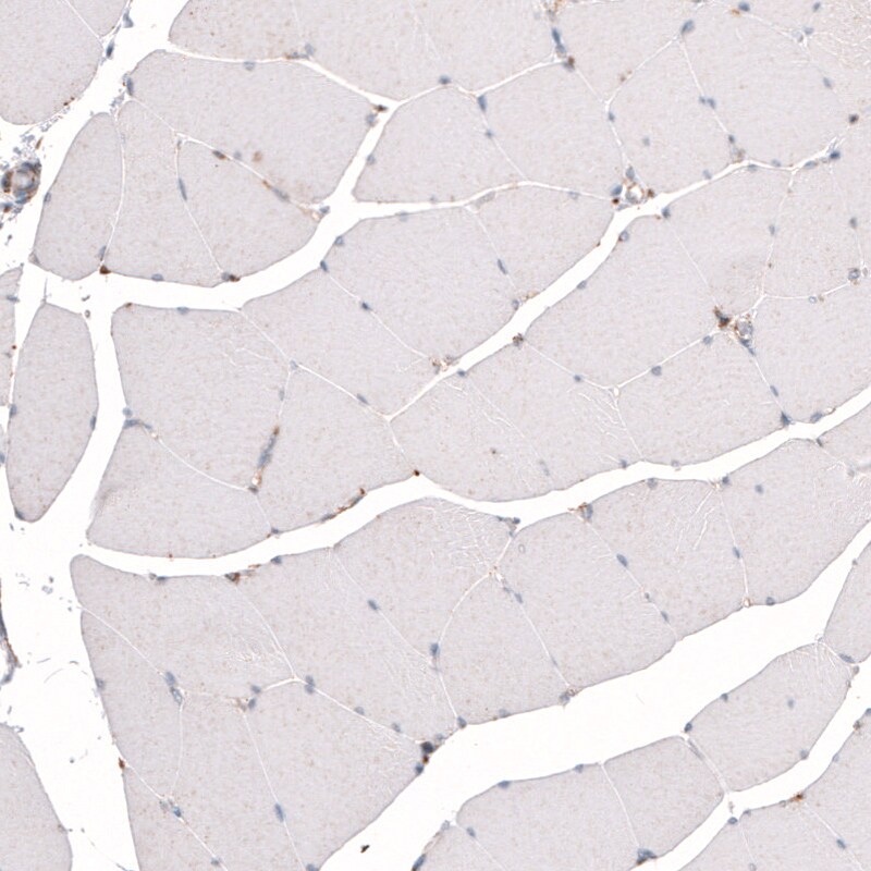 Granulin Antibody (CL5695) - Azide and BSA Free Immunohistochemistry-Paraffin: Granulin Antibody [NBP3-44044]