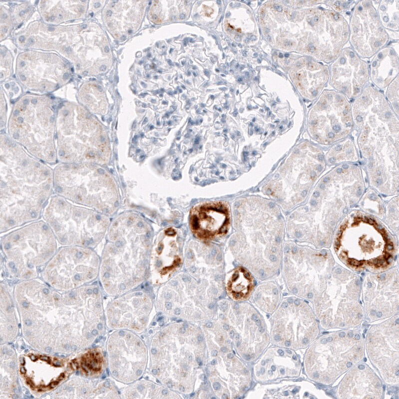 Osteopontin/OPN Antibody (CL10686) - Azide and BSA Free Immunohistochemistry-Paraffin: Osteopontin/OPN Antibody [NBP3-44052]
