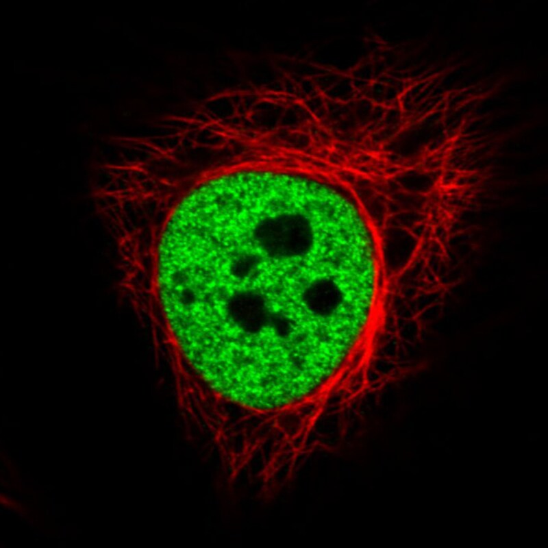 hnRNP C1 + C2 Antibody (CL2593) - Azide and BSA Free Immunocytochemistry/ Immunofluorescence: hnRNP C1 + C2 Antibody [NBP3-44054]