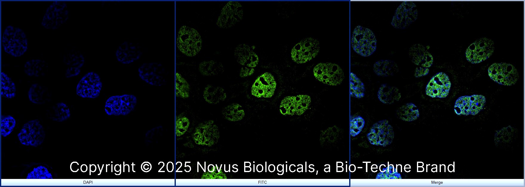 hnRNP C1 + C2 Antibody (CL2593) [Alexa Fluor® 488]