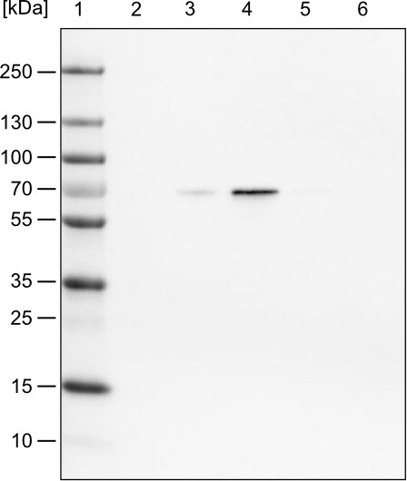 FUS Antibody (CL0190) - Azide and BSA Free Western Blot: FUS Antibody [NBP3-44055]