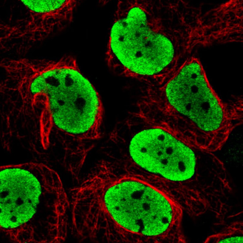 FUS Antibody (CL0190) - Azide and BSA Free Immunocytochemistry/ Immunofluorescence: FUS Antibody [NBP3-44055]
