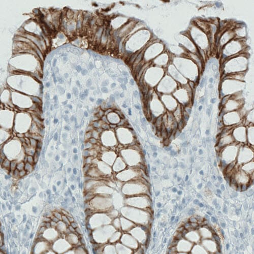 Carbonic Anhydrase XII/CA12 Antibody (CL0278) - Azide and BSA Free Immunohistochemistry-Paraffin: Carbonic Anhydrase XII/CA12 Antibody [NBP3-44058]