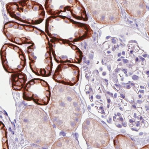Carbonic Anhydrase XII/CA12 Antibody (CL0280) - Azide and BSA Free Immunohistochemistry-Paraffin: Carbonic Anhydrase XII/CA12 Antibody [NBP3-44059]