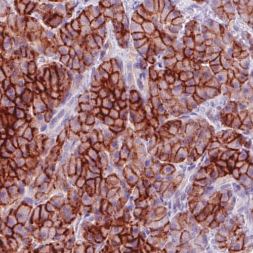 Carbonic Anhydrase XII/CA12 Antibody (CL0280) - Azide and BSA Free Immunohistochemistry-Paraffin: Carbonic Anhydrase XII/CA12 Antibody [NBP3-44059]