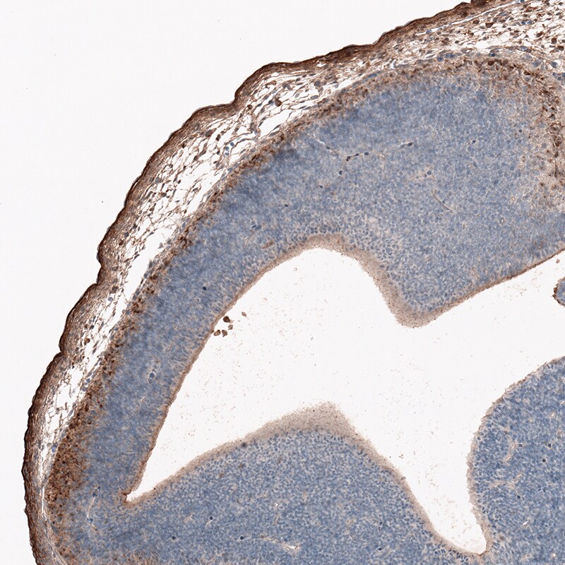 Reelin Antibody (CL5324) - Azide and BSA Free Immunohistochemistry-Paraffin: Reelin Antibody [NBP3-44060]