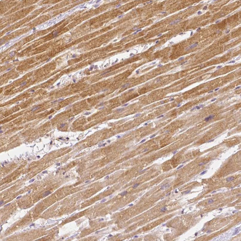 Rhot1 Antibody (CL1095) - Azide and BSA Free Immunohistochemistry-Paraffin: Rhot1 Antibody [NBP3-44064]