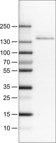 CD117/c-kit Antibody (CL1667) - Azide and BSA Free Western Blot: CD117/c-kit Antibody [NBP3-44073]