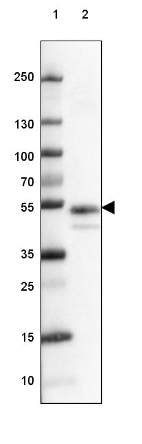 Coagulation Factor III/Tissue Factor Antibody (CL3807) - Azide and BSA Free Western Blot: Coagulation Factor III/Tissue Factor Antibody [NBP3-44078]