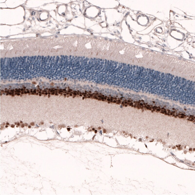 Pax6 Antibody (CL5414) - Azide and BSA Free Immunohistochemistry-Paraffin: Pax6 Antibody [NBP3-44080]