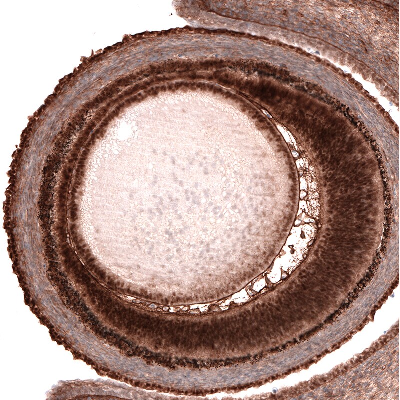 Pax6 Antibody (CL5414) - Azide and BSA Free Immunohistochemistry-Paraffin: Pax6 Antibody [NBP3-44080]