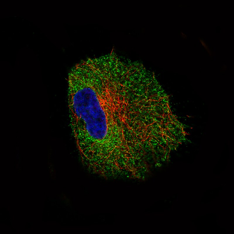 NLRP3/NALP3 Antibody (CL0210) - Azide and BSA Free Immunocytochemistry/ Immunofluorescence: NLRP3/NALP3 Antibody [NBP3-44085]