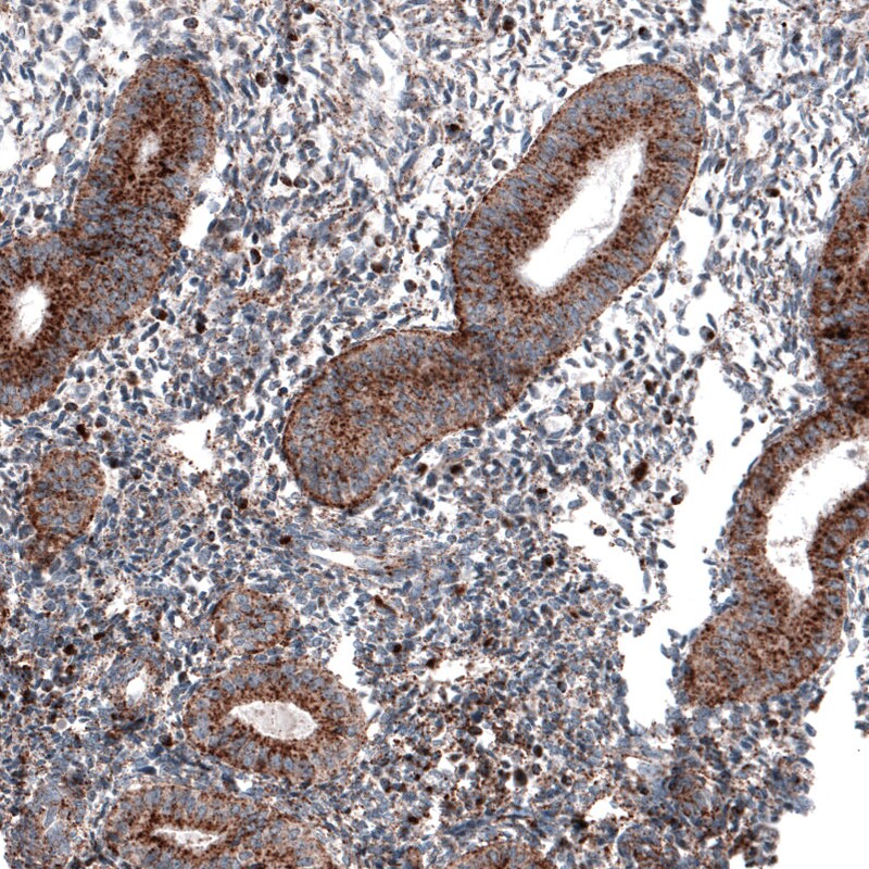 LAMP-1/CD107a Antibody (CL4489) - Azide and BSA Free Immunohistochemistry-Paraffin: LAMP-1/CD107a Antibody [NBP3-44092]
