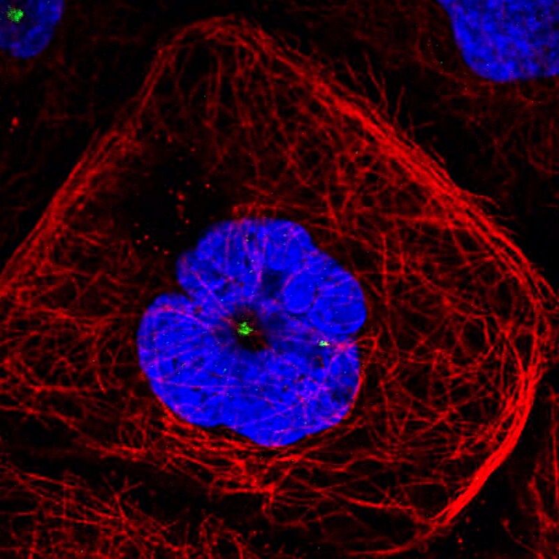 CDK5RAP2 Antibody (CL3392) - Azide and BSA Free Immunocytochemistry/ Immunofluorescence: CDK5RAP2 Antibody [NBP3-44094]