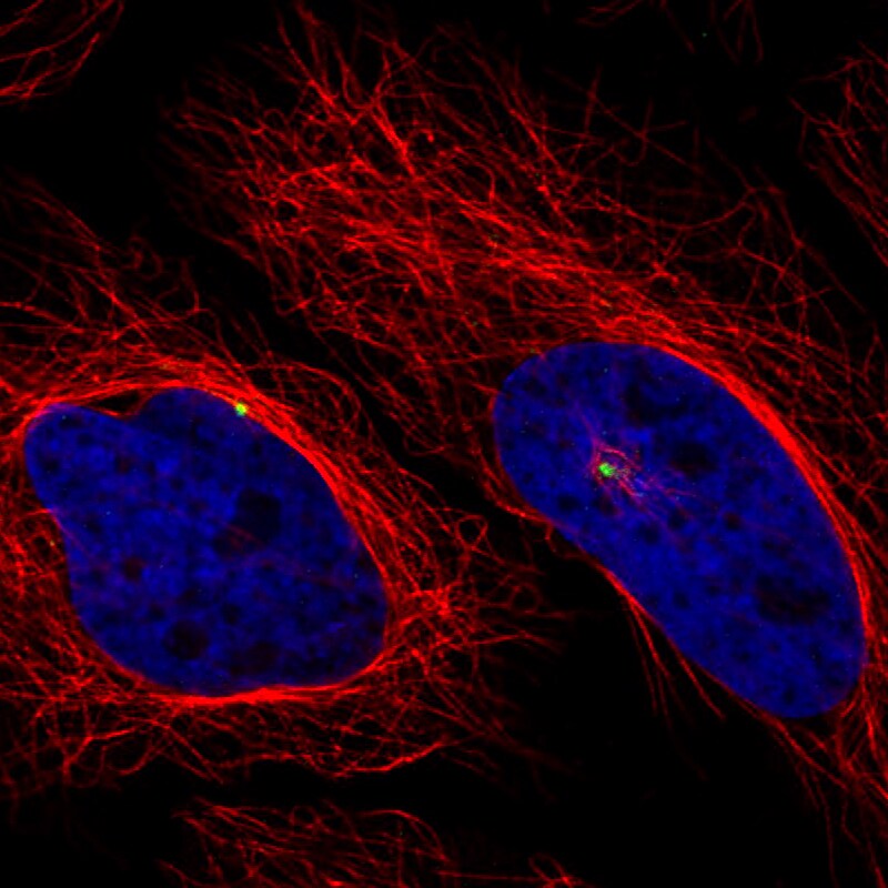CDK5RAP2 Antibody (CL3392) - Azide and BSA Free Immunocytochemistry/ Immunofluorescence: CDK5RAP2 Antibody [NBP3-44094]