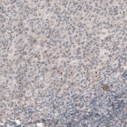 CDK5RAP2 Antibody (CL3392) - Azide and BSA Free Immunohistochemistry-Paraffin: CDK5RAP2 Antibody [NBP3-44094]