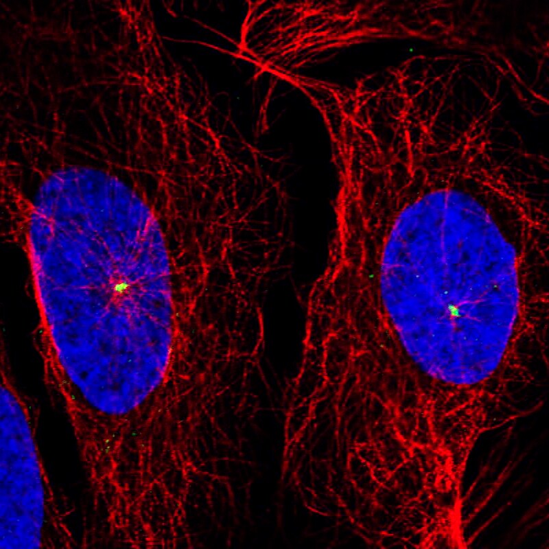 CDK5RAP2 Antibody (CL3392) - Azide and BSA Free Immunocytochemistry/ Immunofluorescence: CDK5RAP2 Antibody [NBP3-44094]