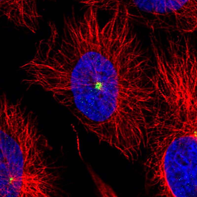 CDK5RAP2 Antibody (CL3392) - Azide and BSA Free Immunocytochemistry/ Immunofluorescence: CDK5RAP2 Antibody [NBP3-44094]