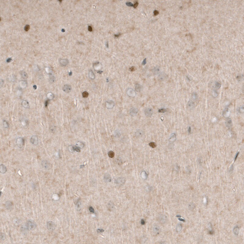 SOX21 Antibody (CL4681) - Azide and BSA Free Immunohistochemistry-Paraffin: SOX21 Antibody [NBP3-44097]