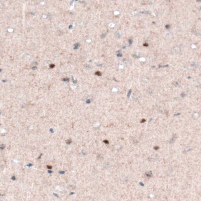 SOX21 Antibody (CL4688) - Azide and BSA Free Immunohistochemistry-Paraffin: SOX21 Antibody [NBP3-44098]