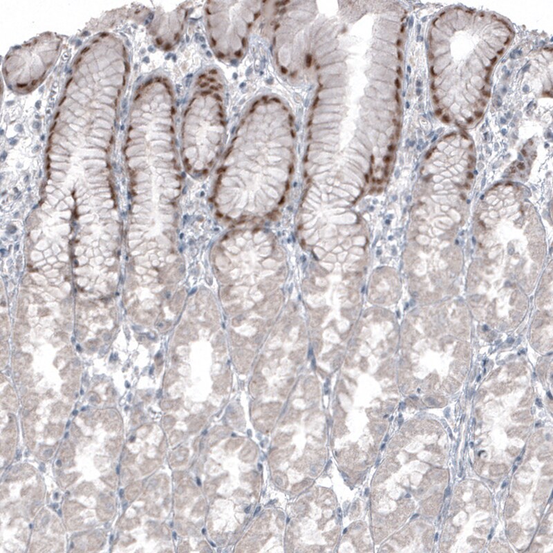 SOX21 Antibody (CL4688) - Azide and BSA Free Immunohistochemistry-Paraffin: SOX21 Antibody [NBP3-44098]