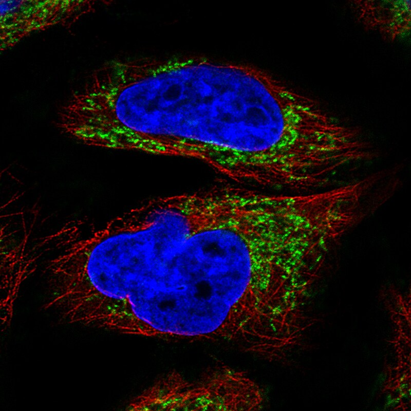 Ornithine Carbamoyltransferase Antibody (CL4046) - Azide and BSA Free Immunocytochemistry/ Immunofluorescence: Ornithine Carbamoyltransferase Antibody [NBP3-44106]