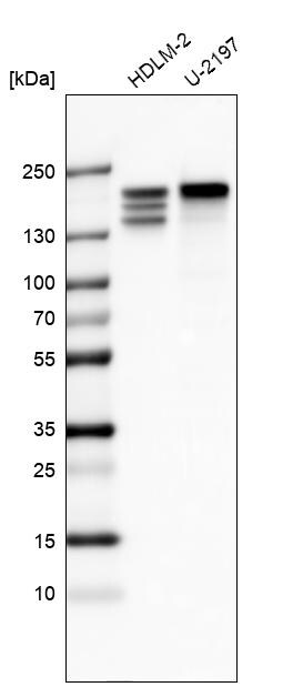 CLIP170 Antibody (CL4851) - Azide and BSA Free Western Blot: CLIP170 Antibody [NBP3-44109]