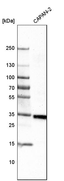 VISTA/B7-H5/PD-1H Antibody (CL3975) - Azide and BSA Free Western Blot: VISTA/B7-H5/PD-1H Antibody [NBP3-44112]