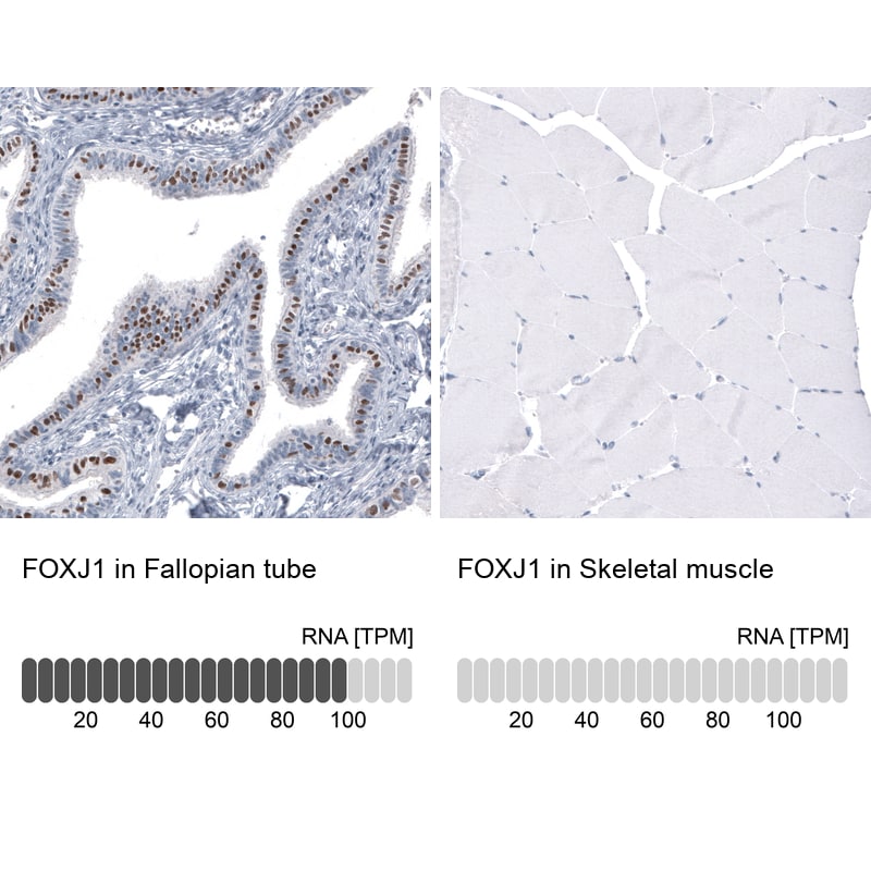 FoxJ1/HFH4 Antibody (CL3989) - Azide and BSA Free Immunohistochemistry-Paraffin: FoxJ1/HFH4 Antibody [NBP3-44120]