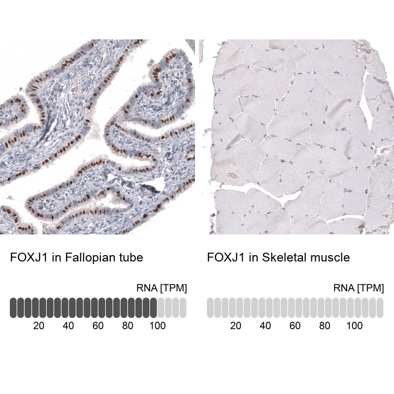 FoxJ1/HFH4 Antibody (CL3991) - Azide and BSA Free Immunohistochemistry-Paraffin: FoxJ1/HFH4 Antibody [NBP3-44121]
