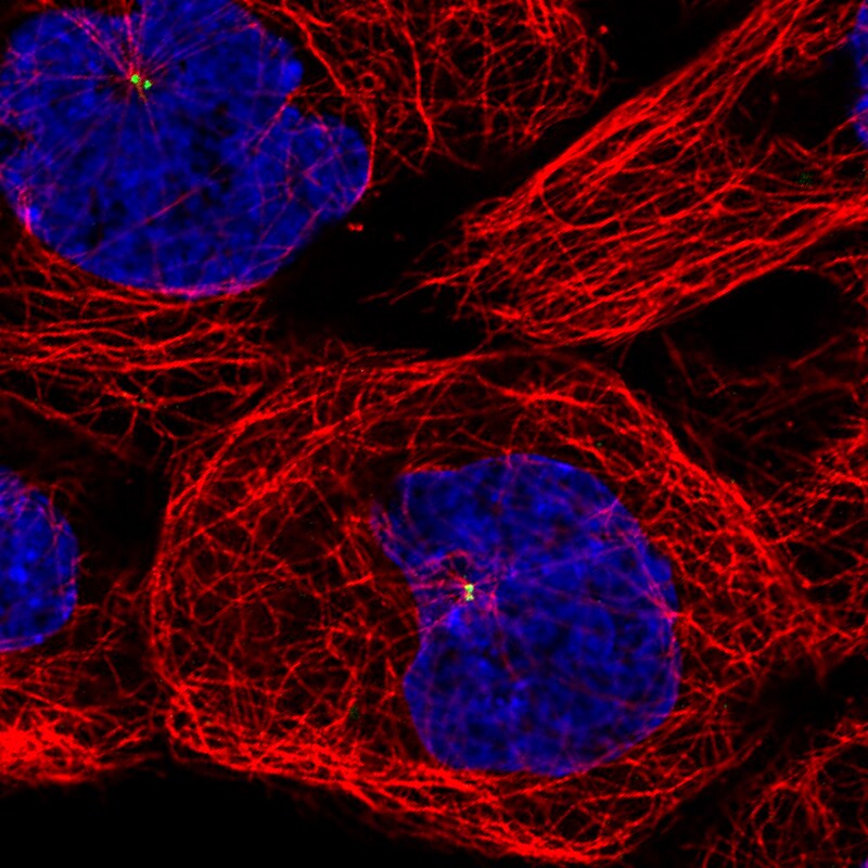 CEP350 Antibody (CL3423) - Azide and BSA Free Immunocytochemistry/ Immunofluorescence: CEP350 Antibody [NBP3-44123]