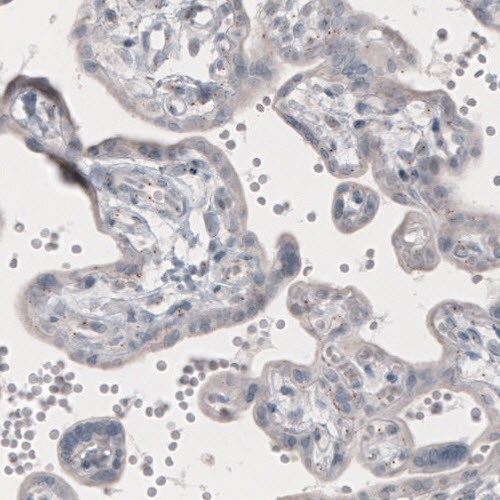CEP350 Antibody (CL3423) - Azide and BSA Free Immunohistochemistry-Paraffin: CEP350 Antibody [NBP3-44123]