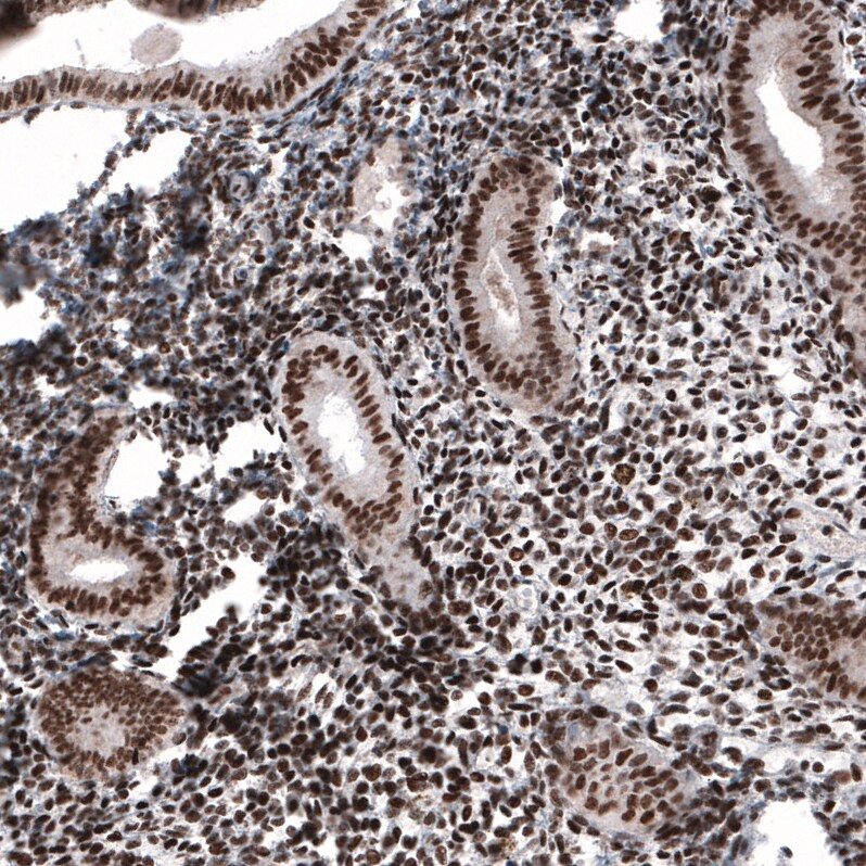 METTL14 Antibody (CL4252) - Azide and BSA Free Immunohistochemistry-Paraffin: METTL14 Antibody [NBP3-44125]