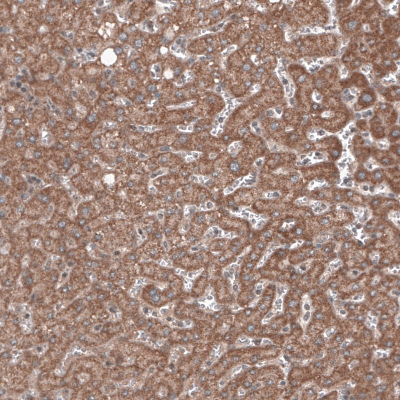 RBCK1 Antibody (CL4289) - Azide and BSA Free Immunohistochemistry-Paraffin: RBCK1 Antibody [NBP3-44129]