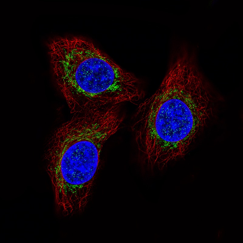 CCDC109A Antibody (CL3576) - Azide and BSA Free Immunocytochemistry/ Immunofluorescence: CCDC109A Antibody [NBP3-44130]