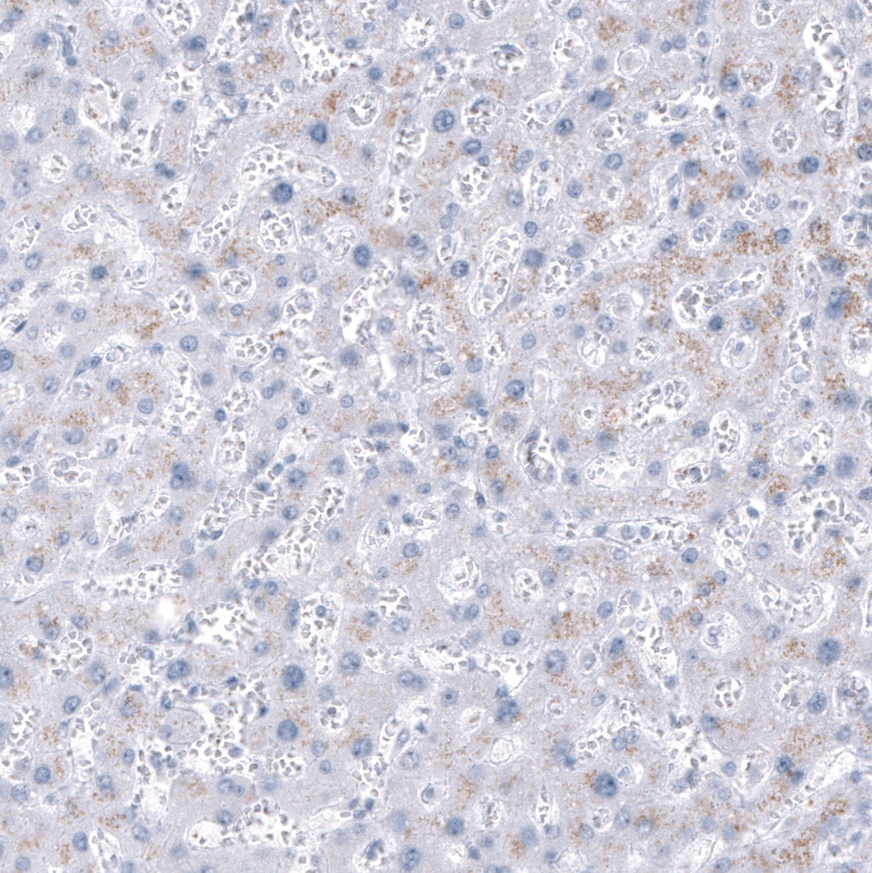 NKX2.2 Antibody (CL11380) - Azide and BSA Free Immunohistochemistry-Paraffin: NKX2.2 Antibody [NBP3-44133]