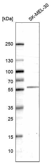 5-HT2B Antibody (CL14576) - Azide and BSA Free Western Blot: 5-HT2B Antibody [NBP3-44144]