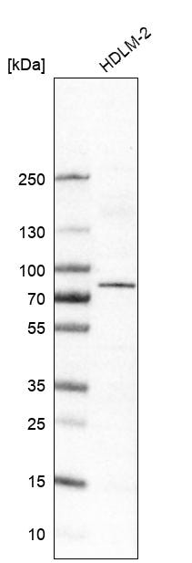 RIPK1/RIP1 Antibody (CL11357) - Azide and BSA Free Western Blot: RIPK1/RIP1 Antibody [NBP3-44145]